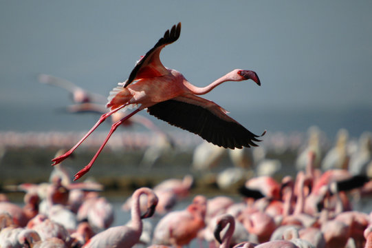 Fototapeta Lesser Flamingo (Phoeniconaias minor) in flight at Lake Nakuru