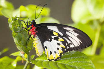 butterfly on a green leaf