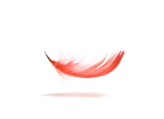 Red feather - 12887715