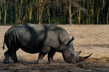 Fototapeta premium African black rhino