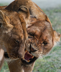 Lionesses fighting