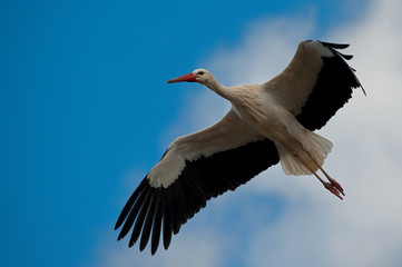cigogne
