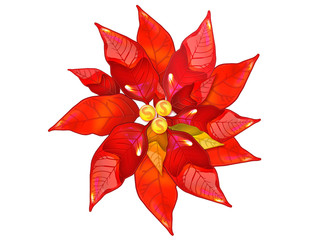 The stylised flower of a poinsettia flower