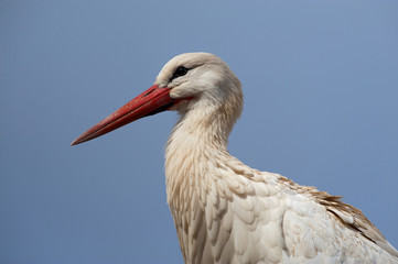 cigogne