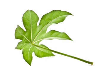 Fototapeta premium leaf
