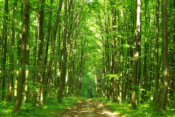 green forest
