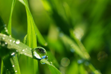 drop on grass