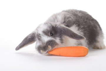 spotted bunny eating a carrot, isolated