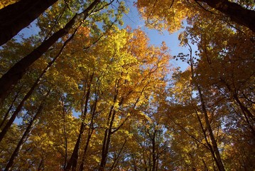 Fototapeta premium Autumn Trees