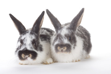 two bunnys, isolated on white