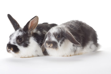 two bunnys, isolated on white