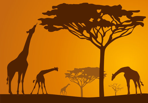 Silhouettes of giraffes in national park in sunset background