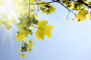 green summer leaves against sunny sky