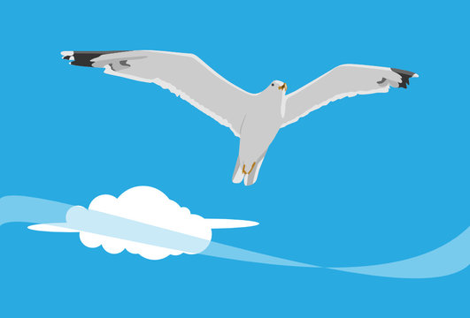 seagull