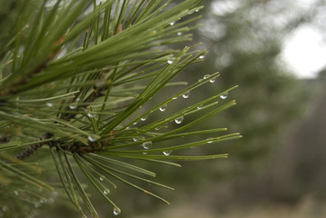 Gotas