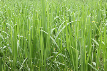 champ de jeunes cannes à sucre, île de la Réunion