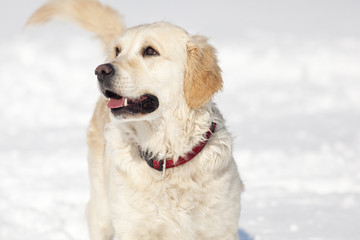 Golden Retriever walking outside in the snow