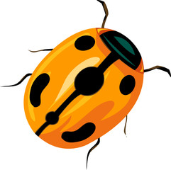 Lady bug