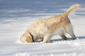 Golden retriever sniffs with its head buried in the snow