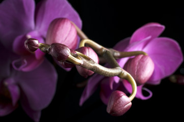 Orchidea Phalaenopsis / Orchid Phalaenopsis