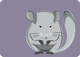 Chinchilla