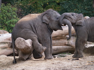 kleine Elefanten