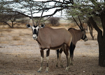 Fototapeta premium oryx