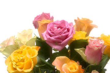 Pastel roses