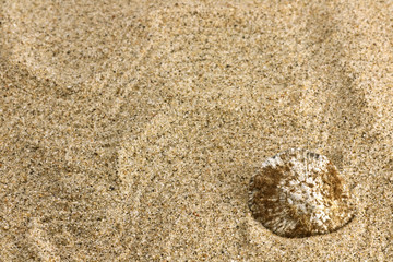 Fototapeta na wymiar sand and sea shell