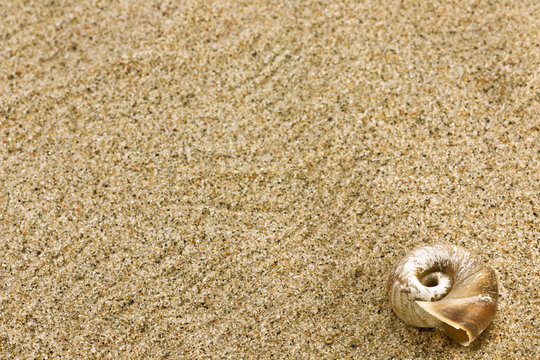sand and sea shell