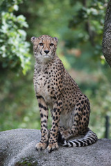 Fototapeta na wymiar Portrait of a Cheetah
