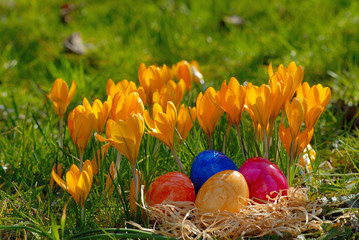 Osternest vor gelben Krokussen