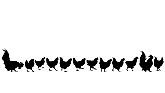 chicken walking silhouettes, collection for designers
