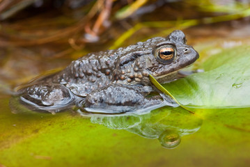 Toad (Bufo bufo)
