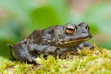 Common Toad (European)