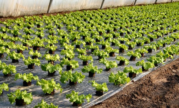 Serriculture Plantation de jeunes salades