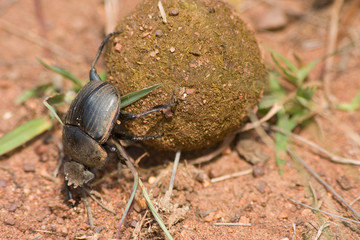 Dung Beetle