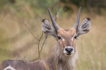 Waterbuck juvenile