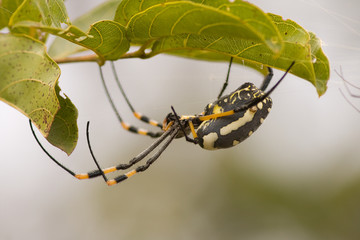Golden Orb Web Spider