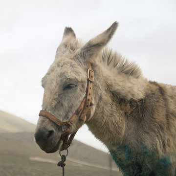 burro