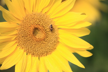 Fototapeta premium ハチとひまわり