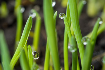 grass with large dew drops