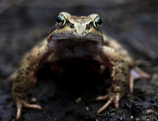 Frosch