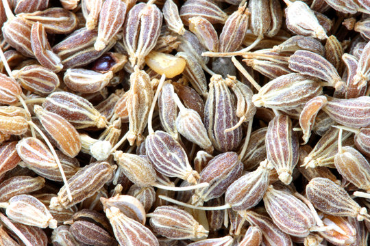 Anise close-up