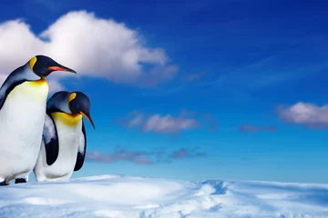 Abwaschbare Fototapete Pinguin Zwei Pinguine im Schnee