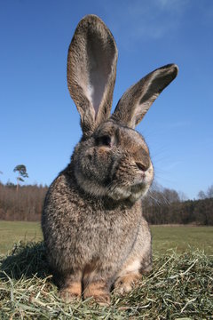 Hase
