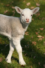 Naklejka na ściany i meble Cute little lamb looking at you