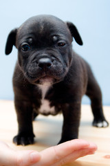 Obraz premium Sleepy Staffordshire Bull Terrier puppy - 2 weeks