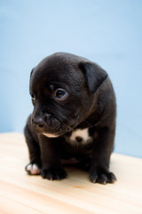 Sad Staffordshire Bull Terrier puppy - 2 weeks