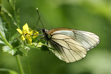 blackvein butterfly